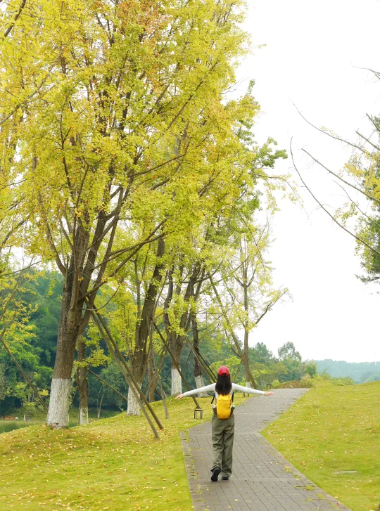 成都1h公交地铁直达！初秋赏银杏轻徒步路线