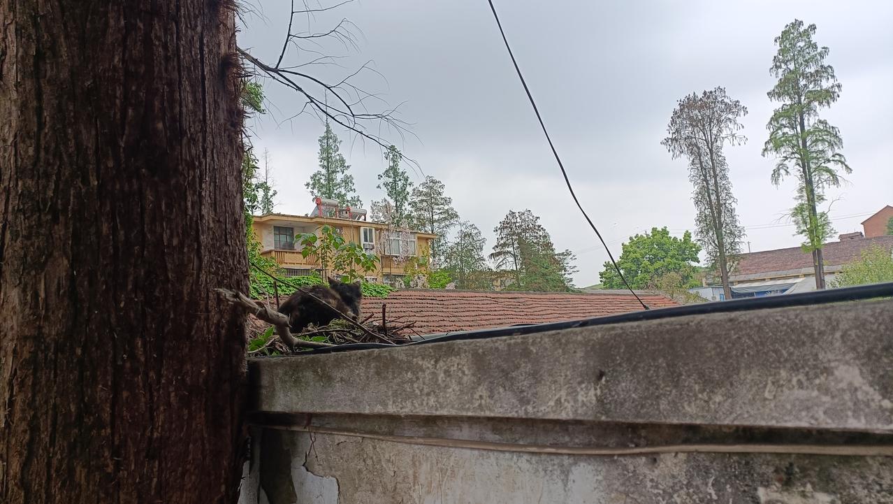 真是操不完的心！
遛狗时发现车棚顶上有一只流浪猫口炎非常严重，流着口水无精打采的