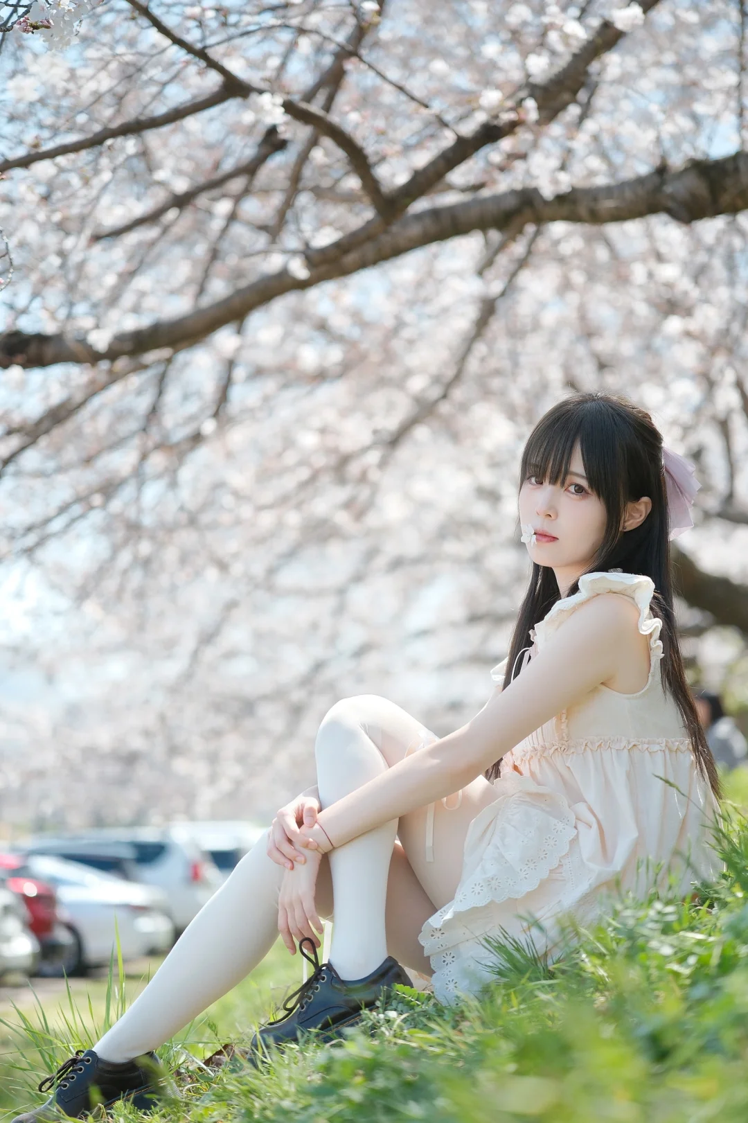 🌸攒了一年份的樱花