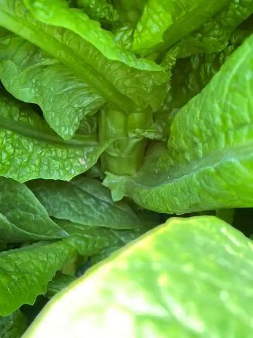 莴笋叶子可以吃你？
       莴笋叶能吃，别把这营养美味的宝贝扔掉。我常拿它