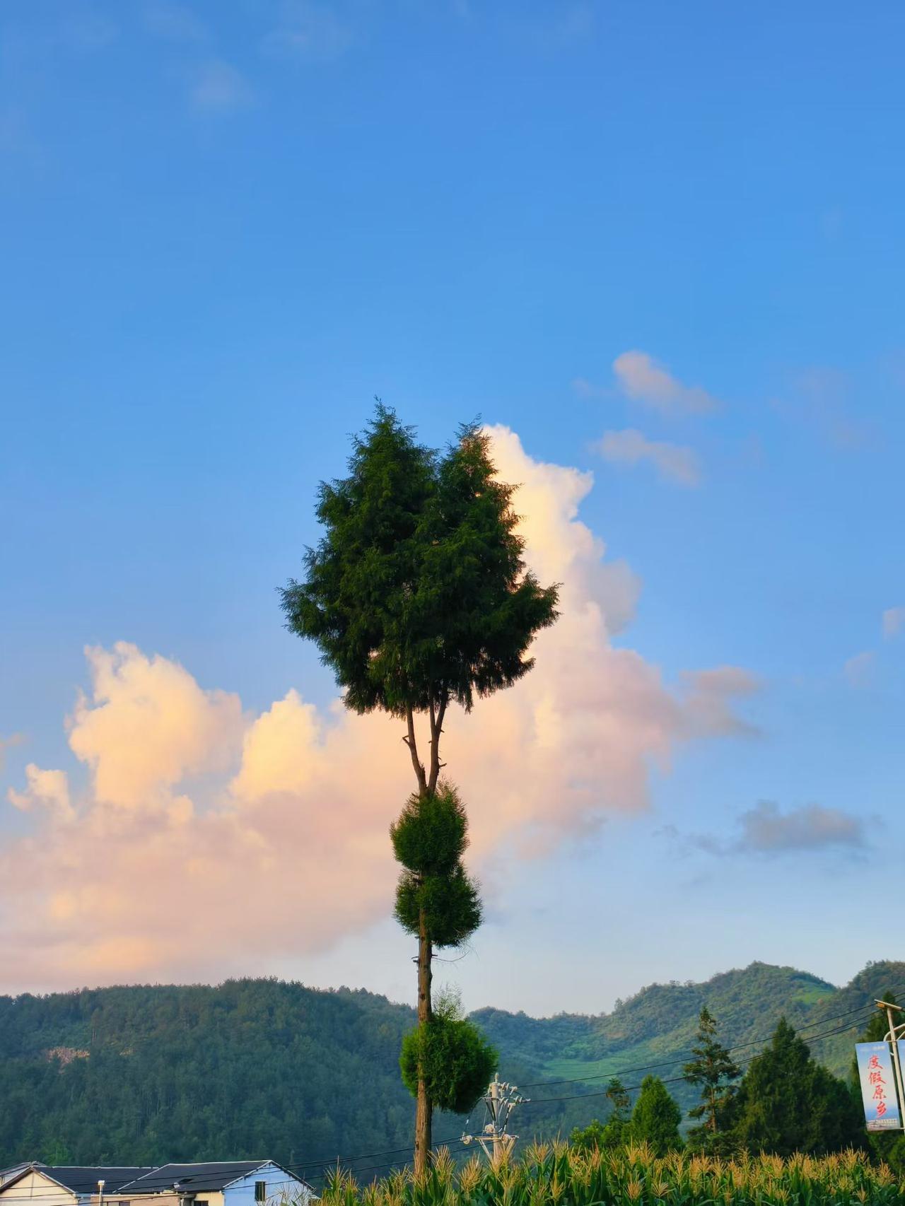 这是什么树，在贵州桐梓的乡下看到这么一株孤零零的树，它的叶子形成得很独特的，主树