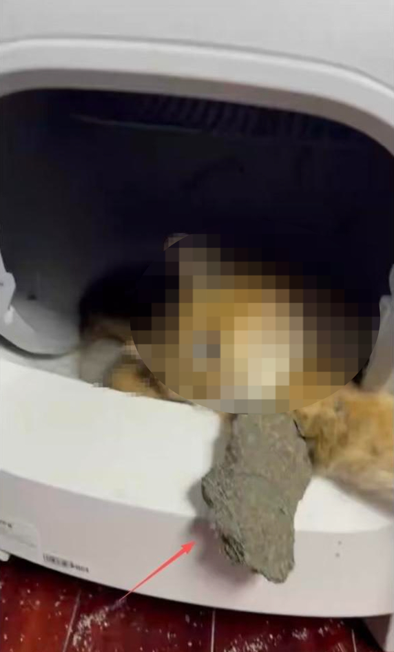 【#女子称猫咪被卡自动猫砂盆死亡#】#品牌方回应猫咪被卡自动猫砂盆死亡#4月2日