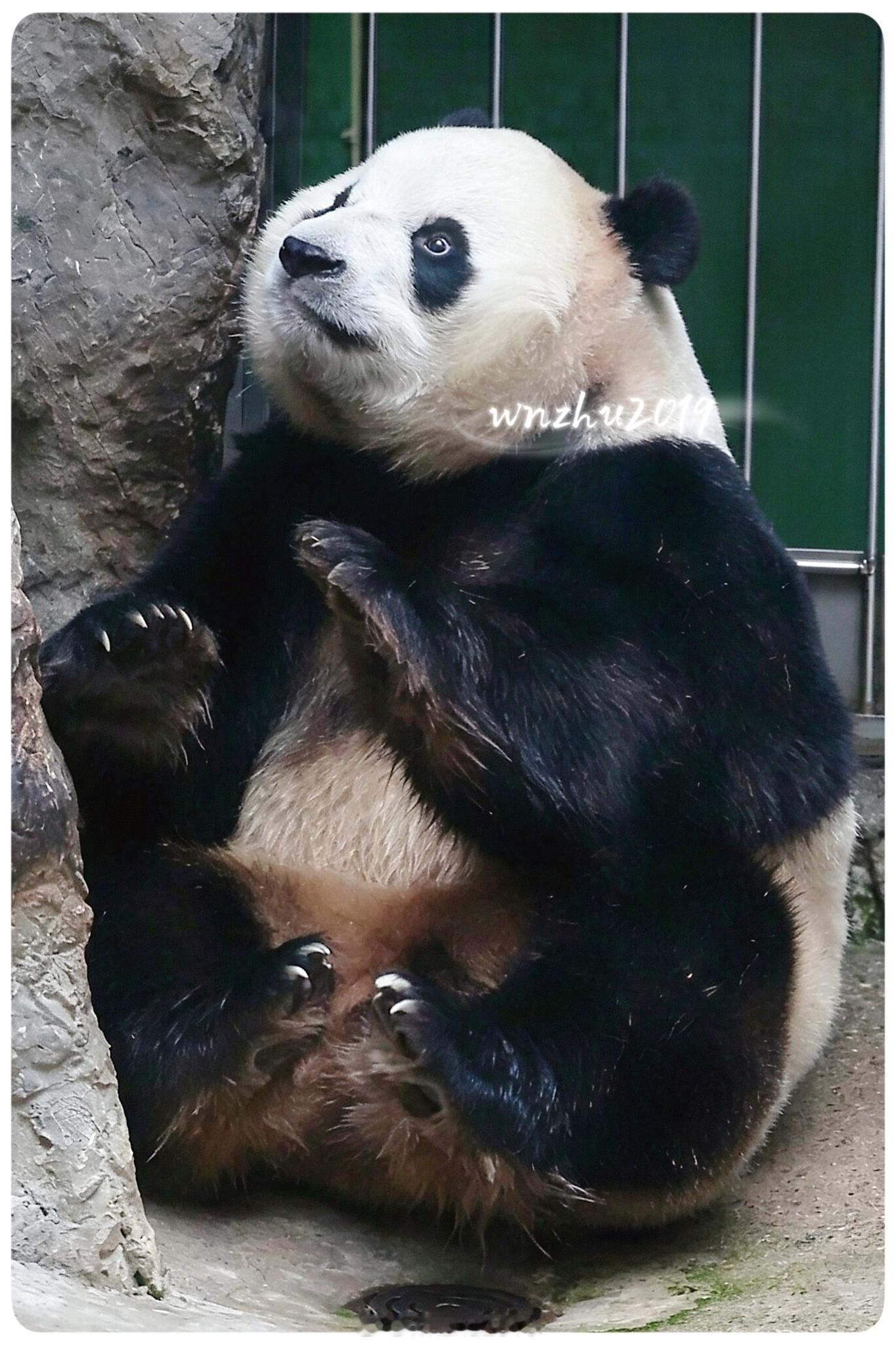 大熊猫胖大海 感觉还可以抱走 