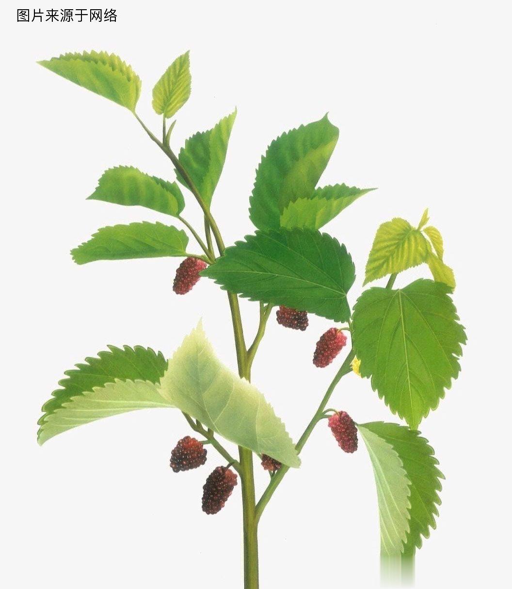 药食同源说桑叶：中国的栽桑养蚕的历史悠久。远在商周时期已有发展。桑叶是植物之王，