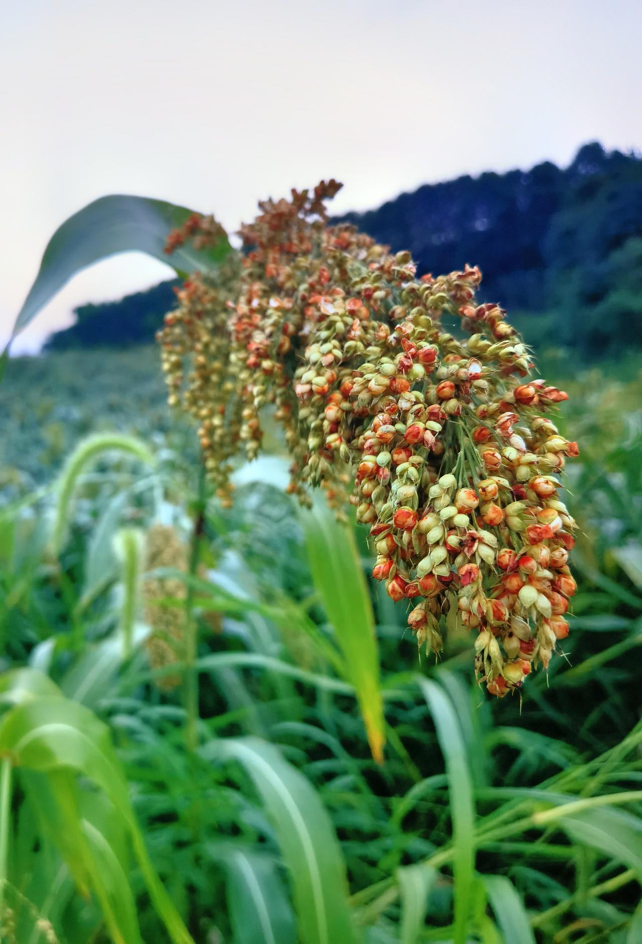 花果山脚下的高梁