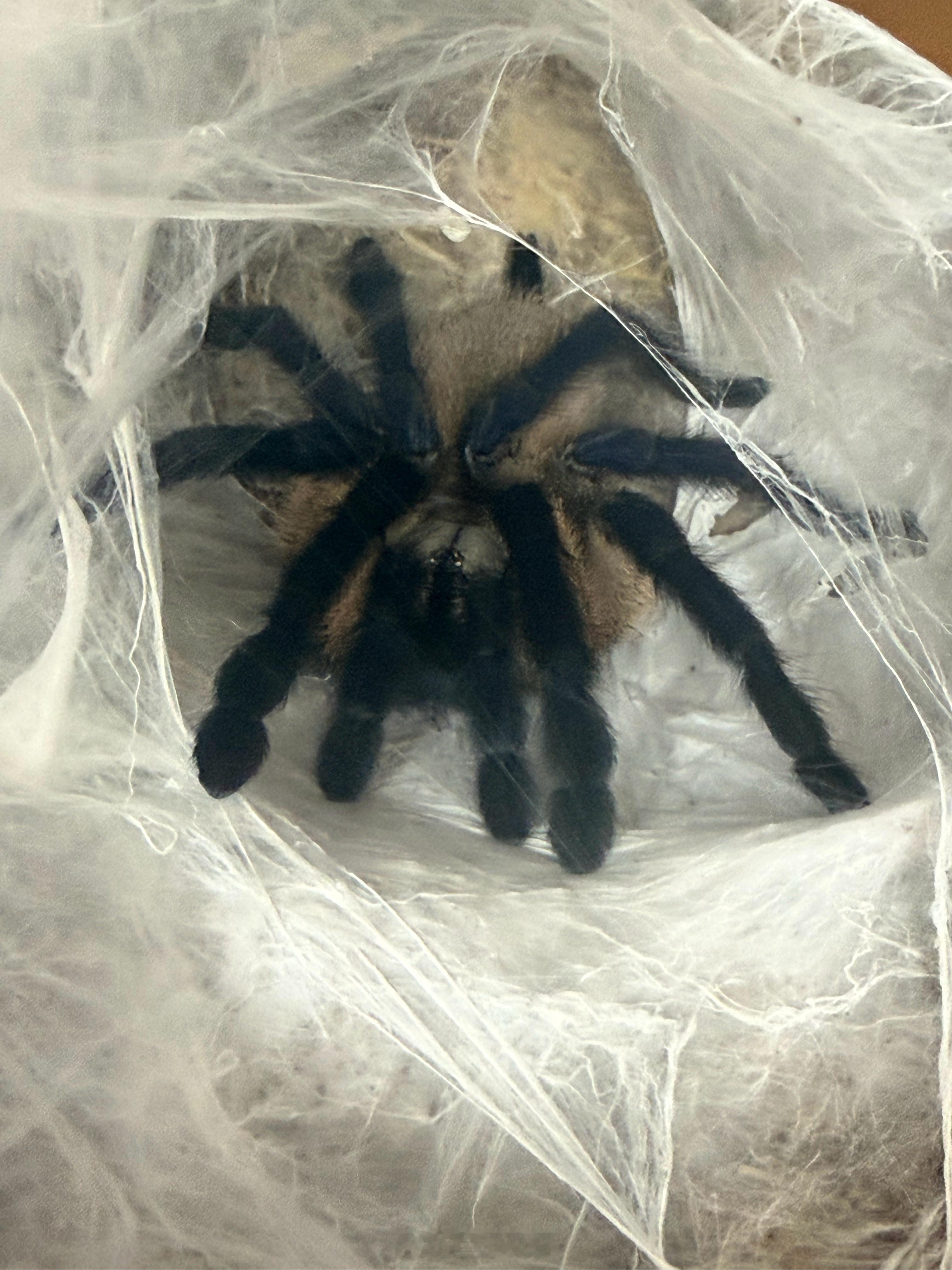 朵朵有个师姐毕业了，不想要自己养在实验室的两只大蜘蛛，就托付给朵朵了。朵朵照顾她