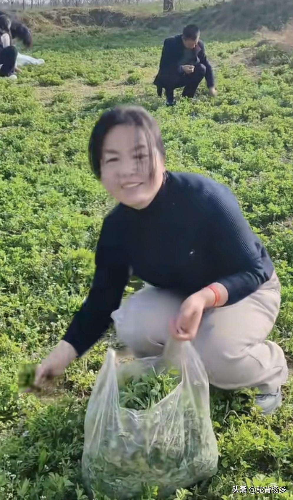 春天到了，苜蓿菜长出了嫩芽，兴平市老家人这几天开始掘苜蓿菜了。我东莞打工多年了，