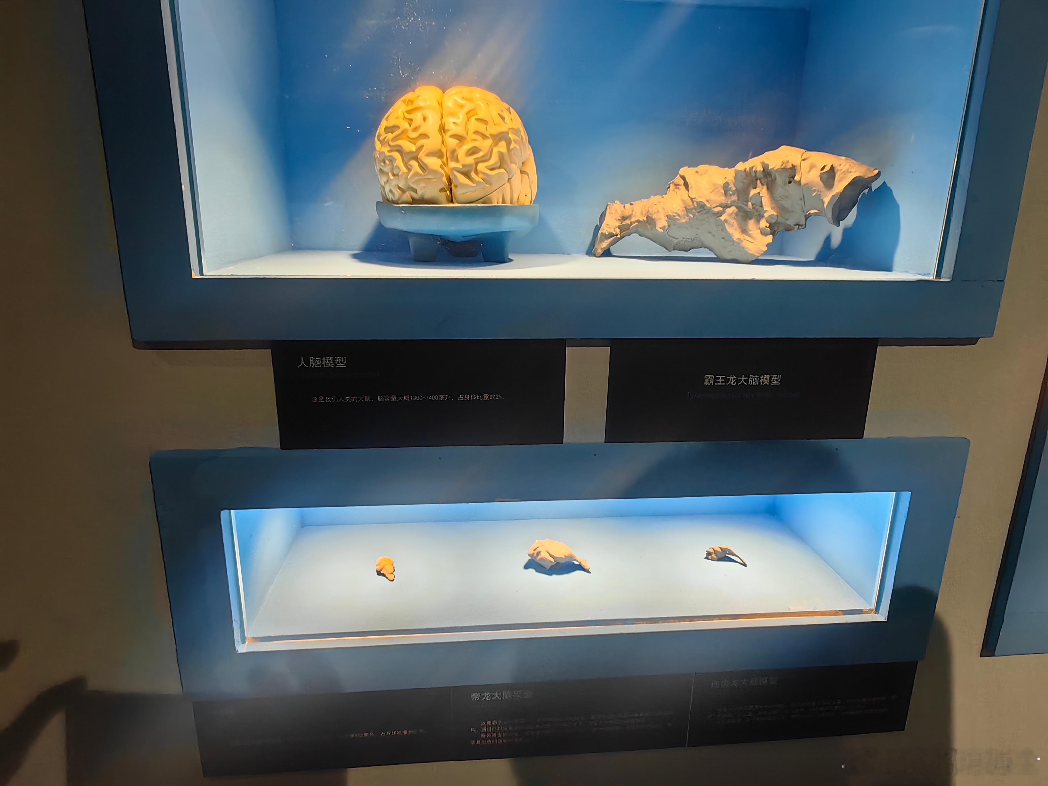 隋鸿锦恐龙看展 《霸王龙—恐龙之王特展》今天在国家自然博物馆开幕！其中展出了生命