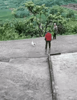 小狗太可怜了，老头为什么这么狠？
视频中，老头狠狠地把小狗摔在地上。

小狗也没