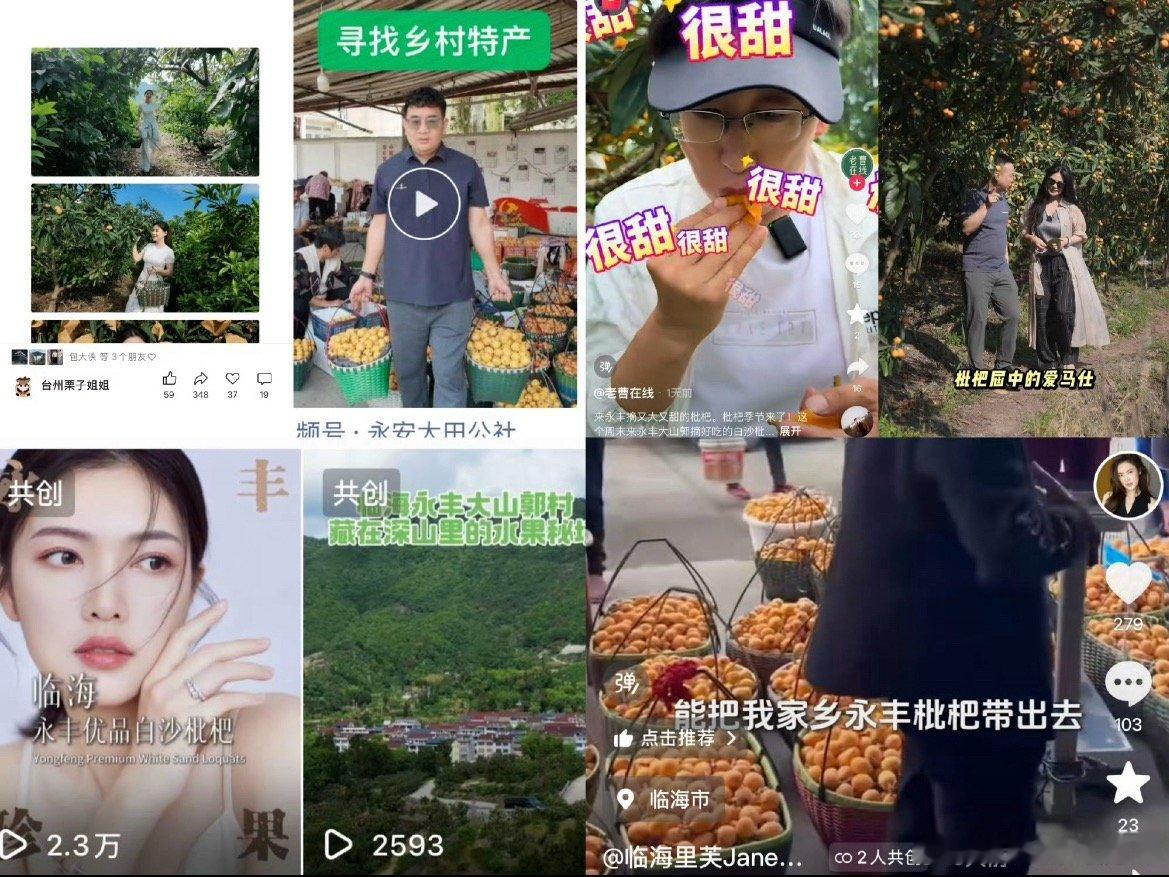 四村抱团闯市场临海枇杷变身致富金果冷链锁住鲜果风味，线上线下渠道齐开，多措并举，