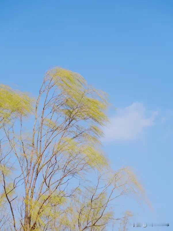 马蹄踏着春风来，绿了原野，红了花开。
我赴一场春之约，把希望种在心怀。