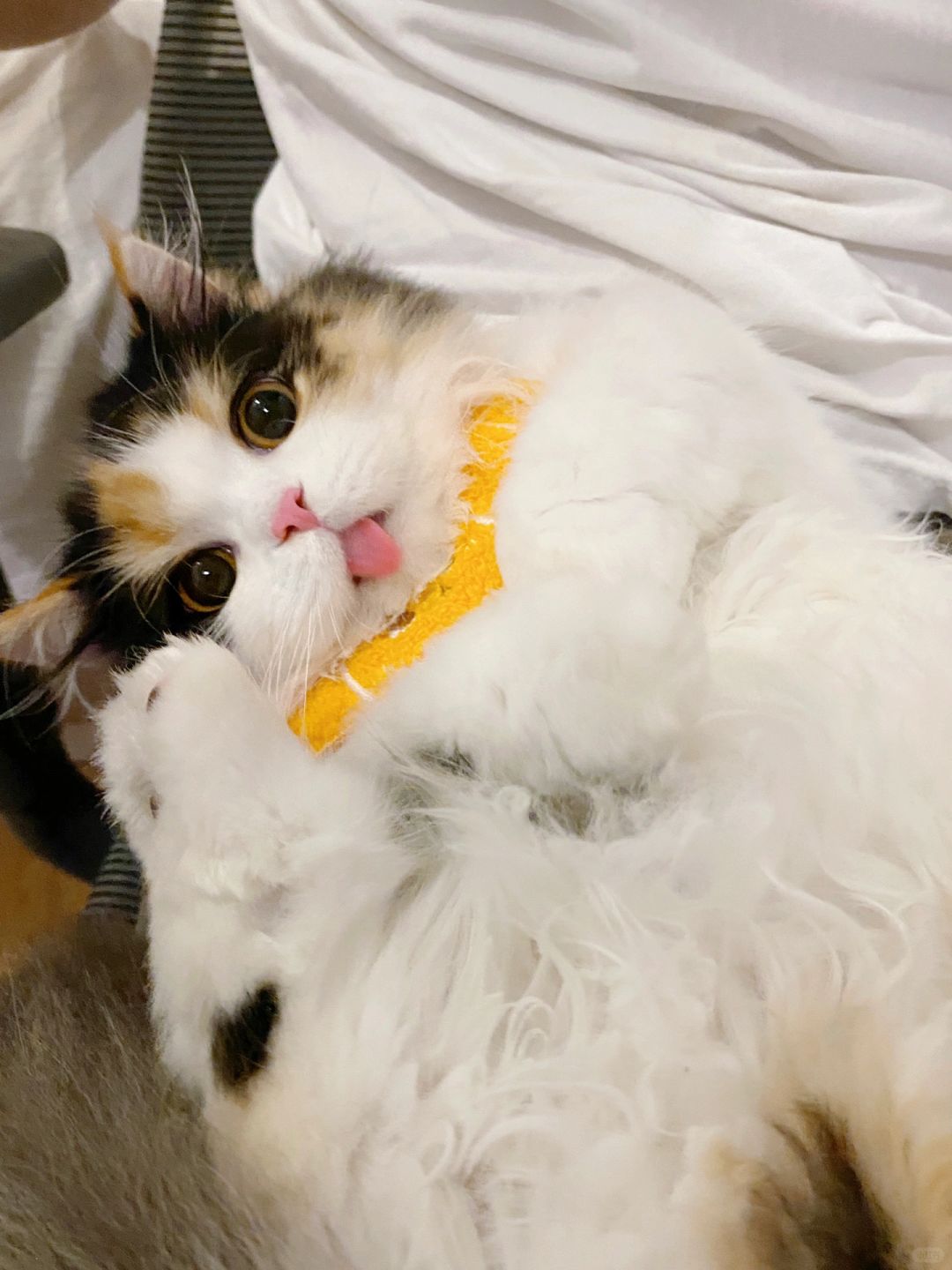 一些猫片💽