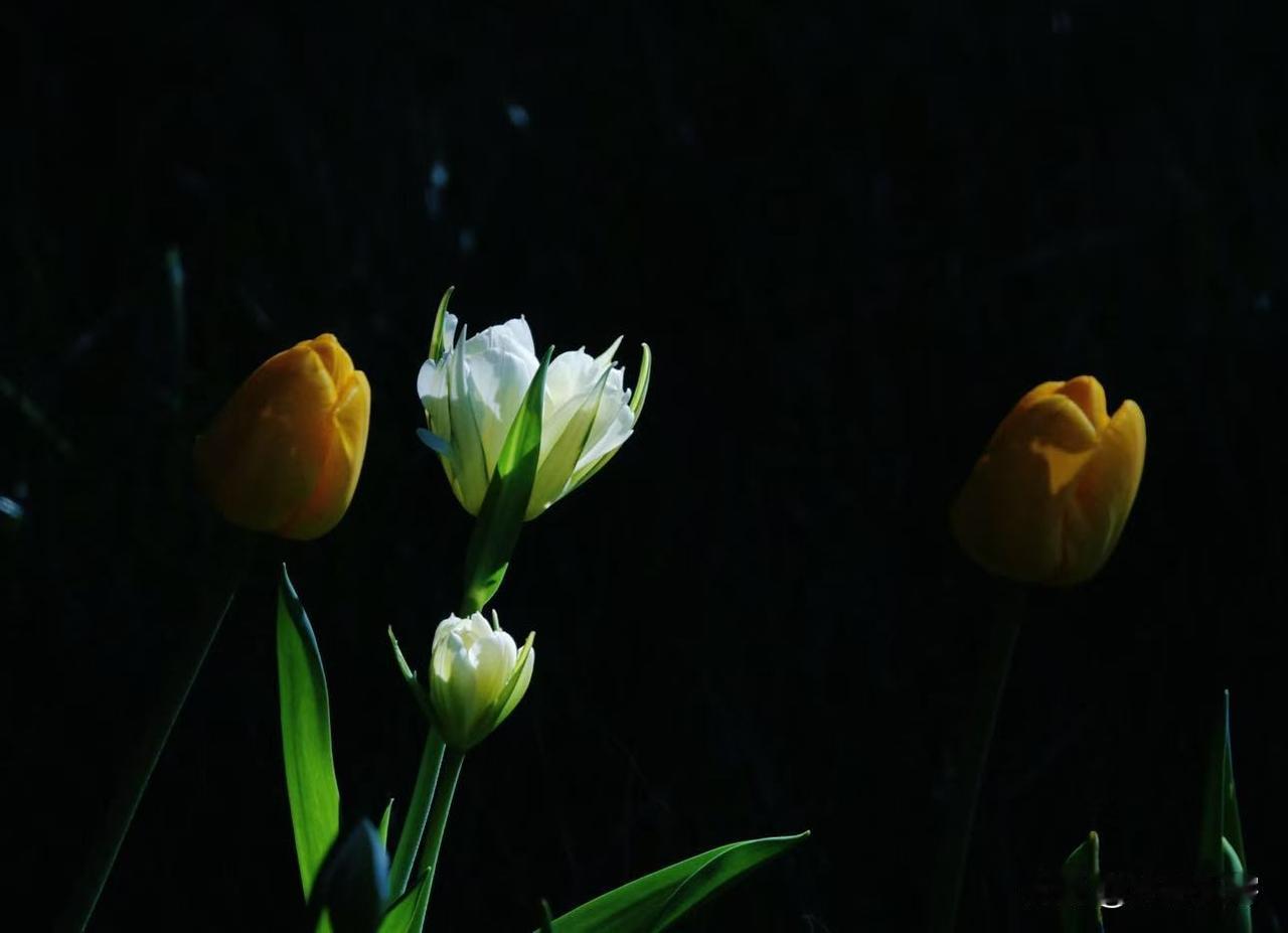 白色的花朵特写不太好拍，点测光可能画面发暗，平均测光白色的花朵容易过曝，花瓣没有