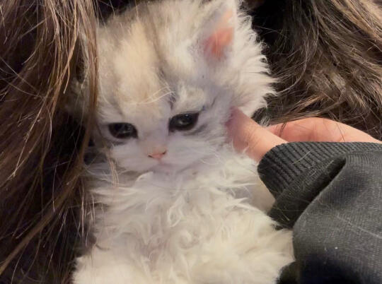 谁懂啊！这小猫太可爱了