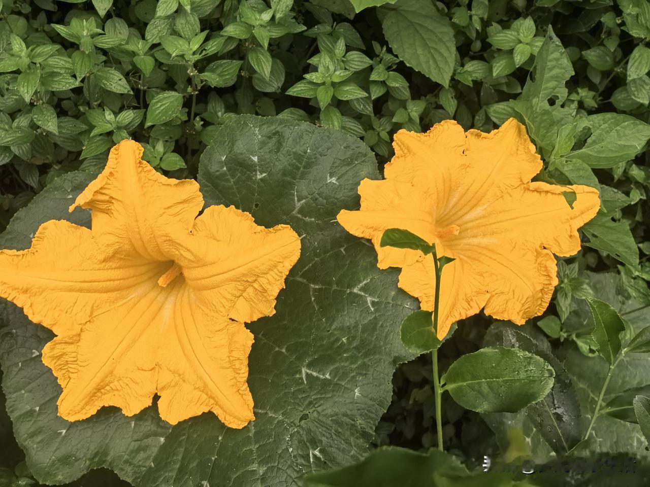 今天早上我在地里采茶叶，邻居路过说给我支个赚钱的法子，干成了最起码顶我采十天半月
