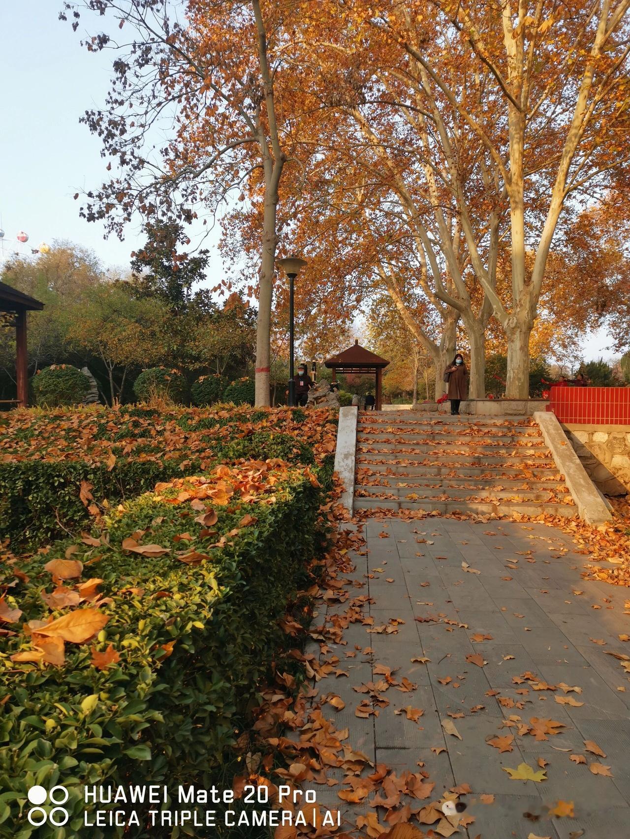 山坡羊·深秋浅冬
晓行园径，
初阳红映，
霜凝衰草荷池静。
叶飘零，风凄清。
岁