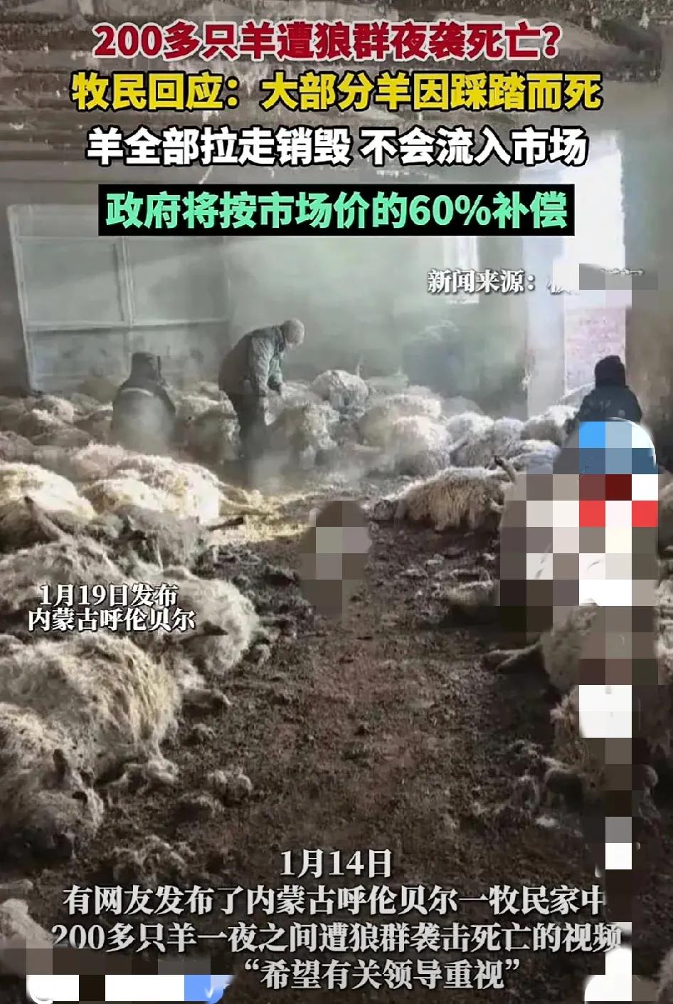 狼群🐺袭击，羊群自相踩踏，死亡惨重，牧民一年白忙，政府补偿，相得益彰！而且，狼