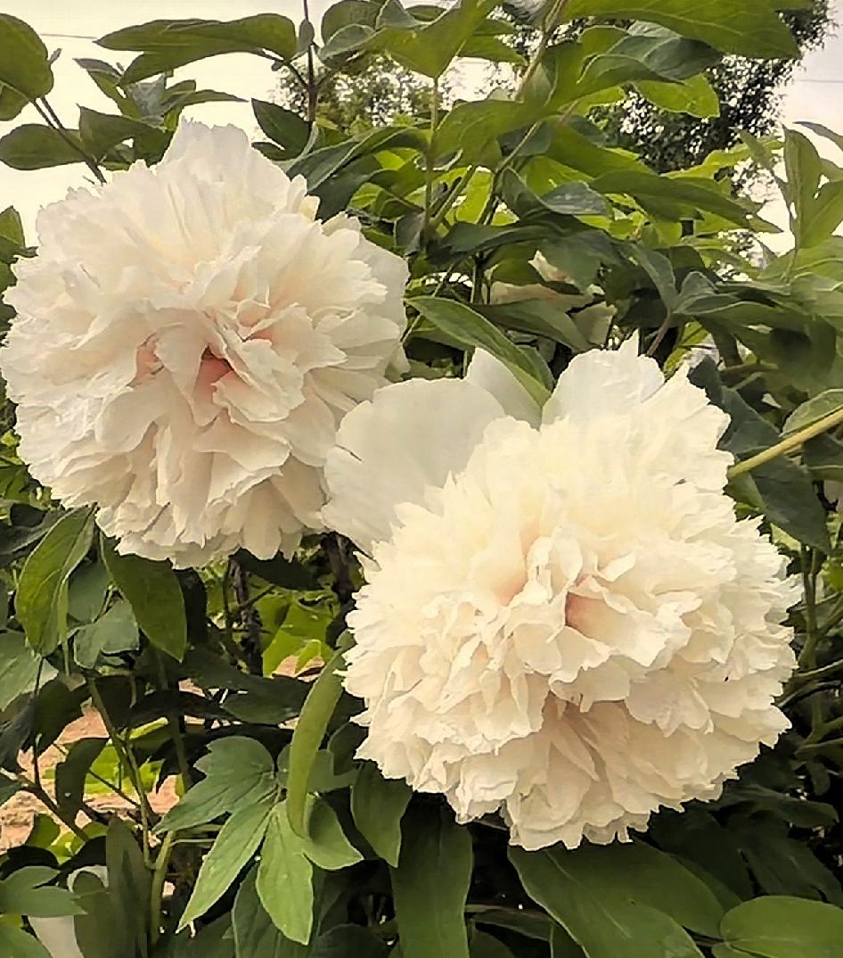 分享一下拍的花朵随手拍～