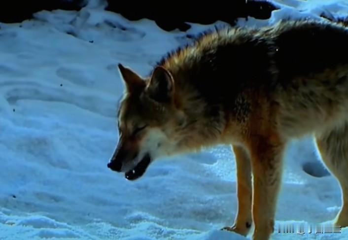 被人类养大，孩子被人类伤害。
从奋不顾身奔向人类妈妈，到不再靠近，虽然人类妈妈李