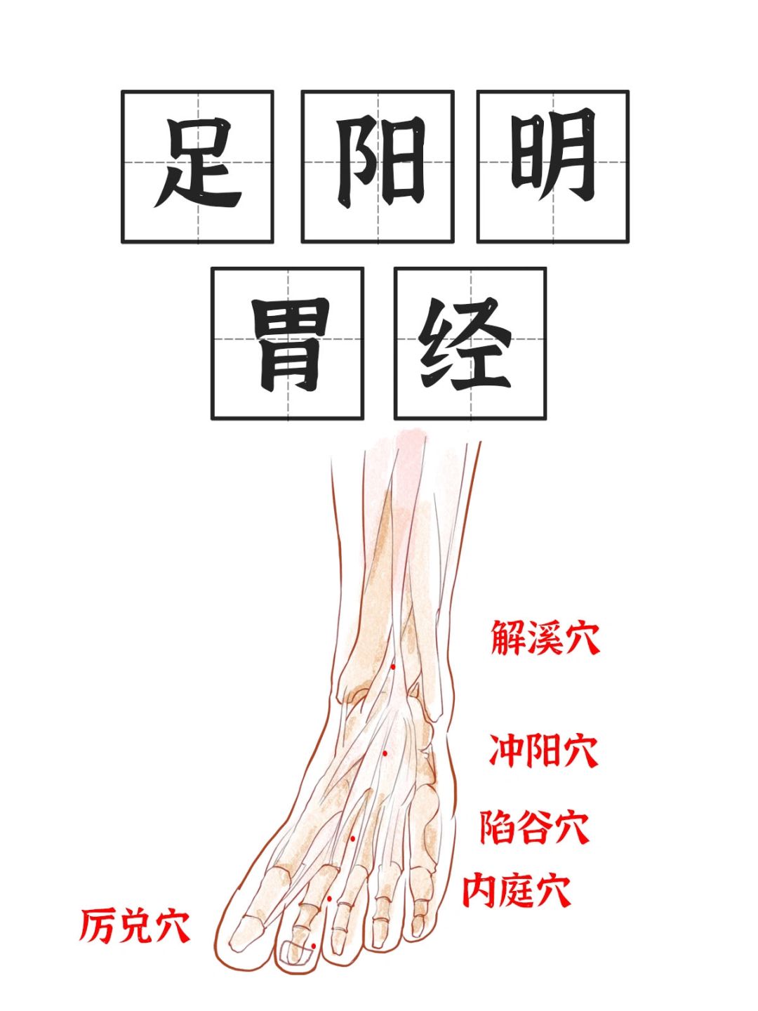 《足阳明胃经》的最后几个穴位