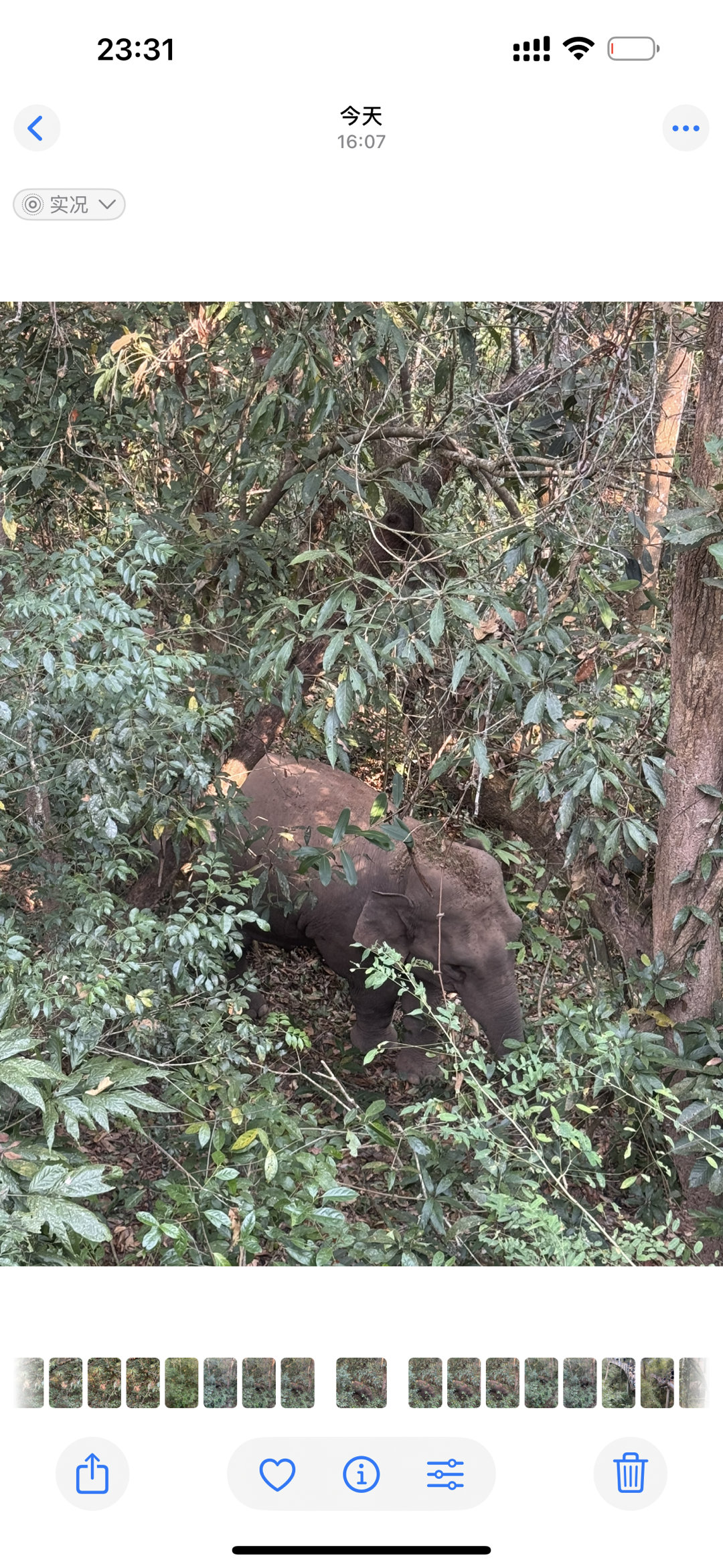 一直在xhs上面看野象谷！还是要感叹真的太幸运了！你们如果去野象可以下午去蹲！我