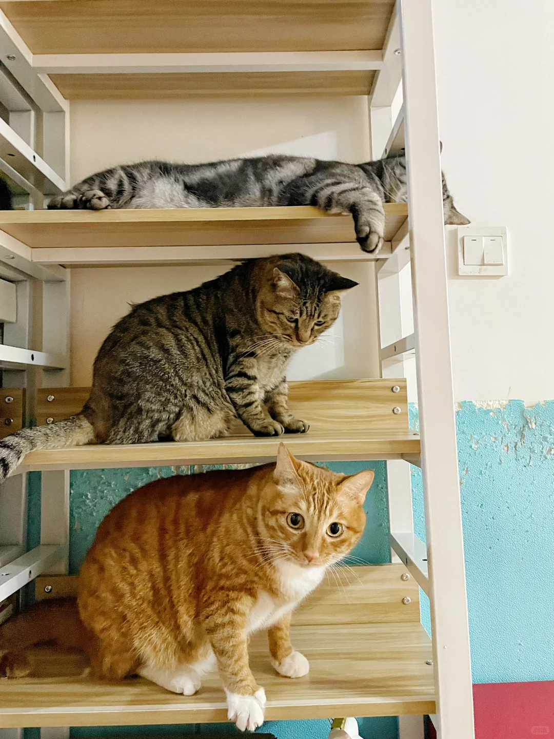 当你的猫断了一颗牙……