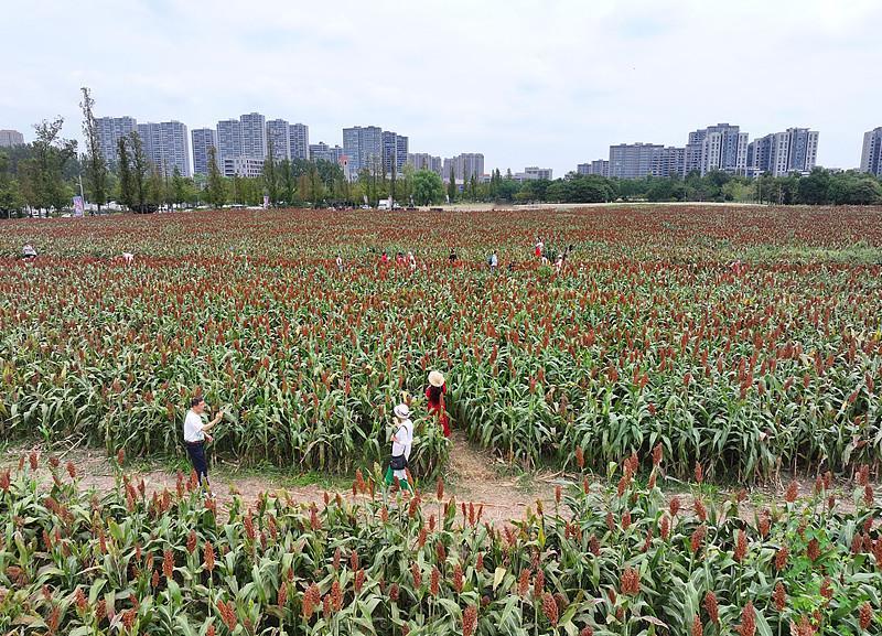 前阵子刷到呼伦贝尔农垦绰尔河农牧场的连片高粱渐次泛红的图，风一吹整片田像烧起来的