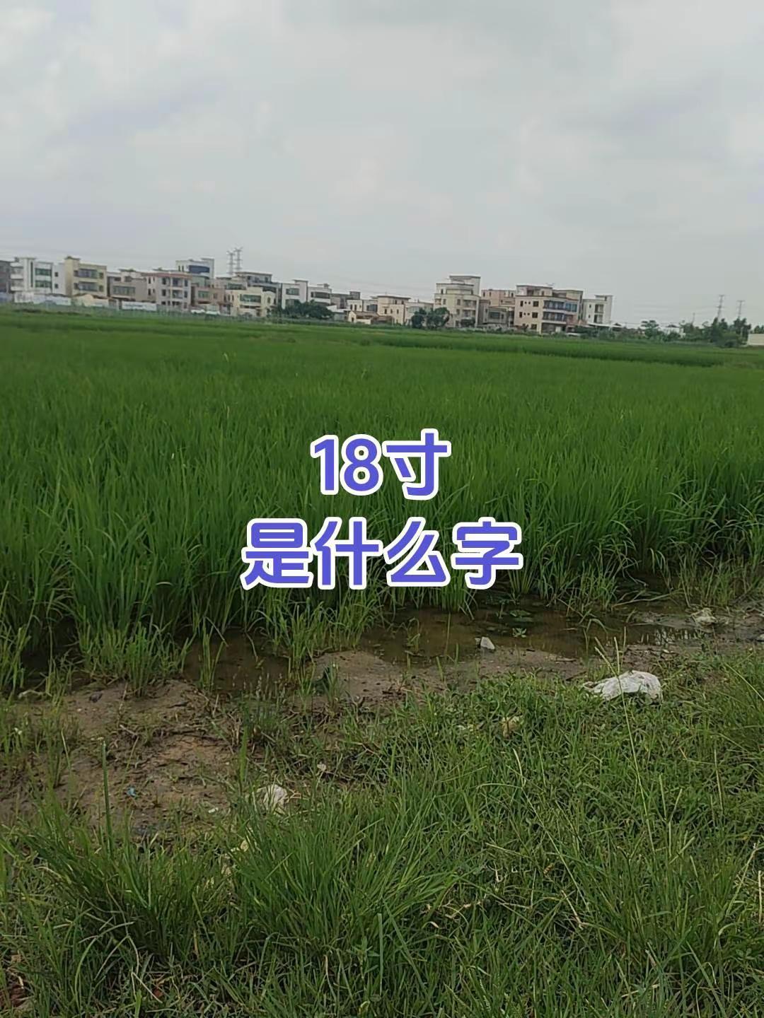 18寸，是个什么字  绿油油的水稻田