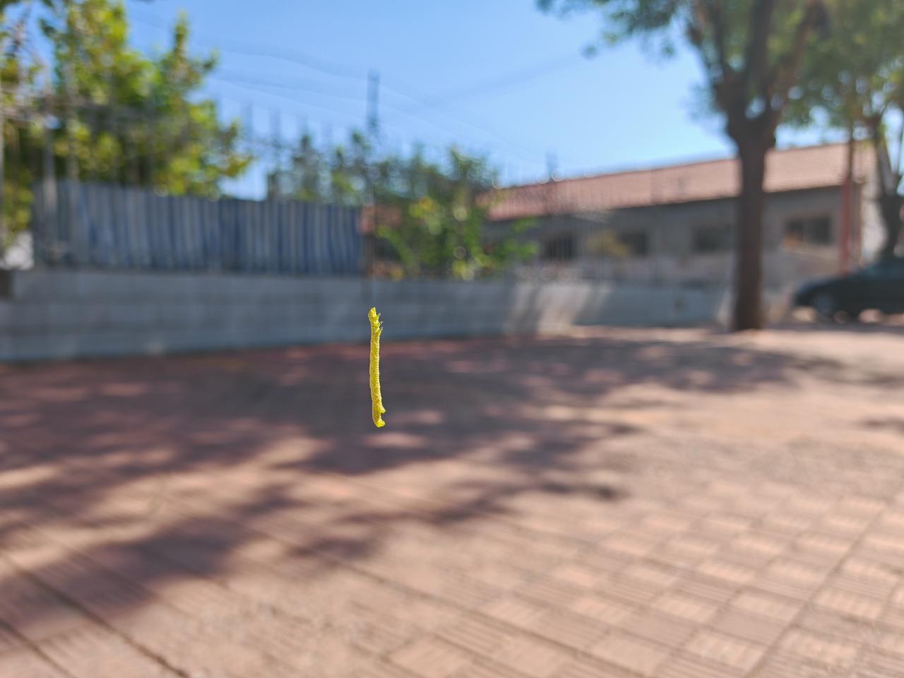 这虫子农村俗称“吊死鬼”，这玩意已经好多年不见了，这是又要复苏了？？。