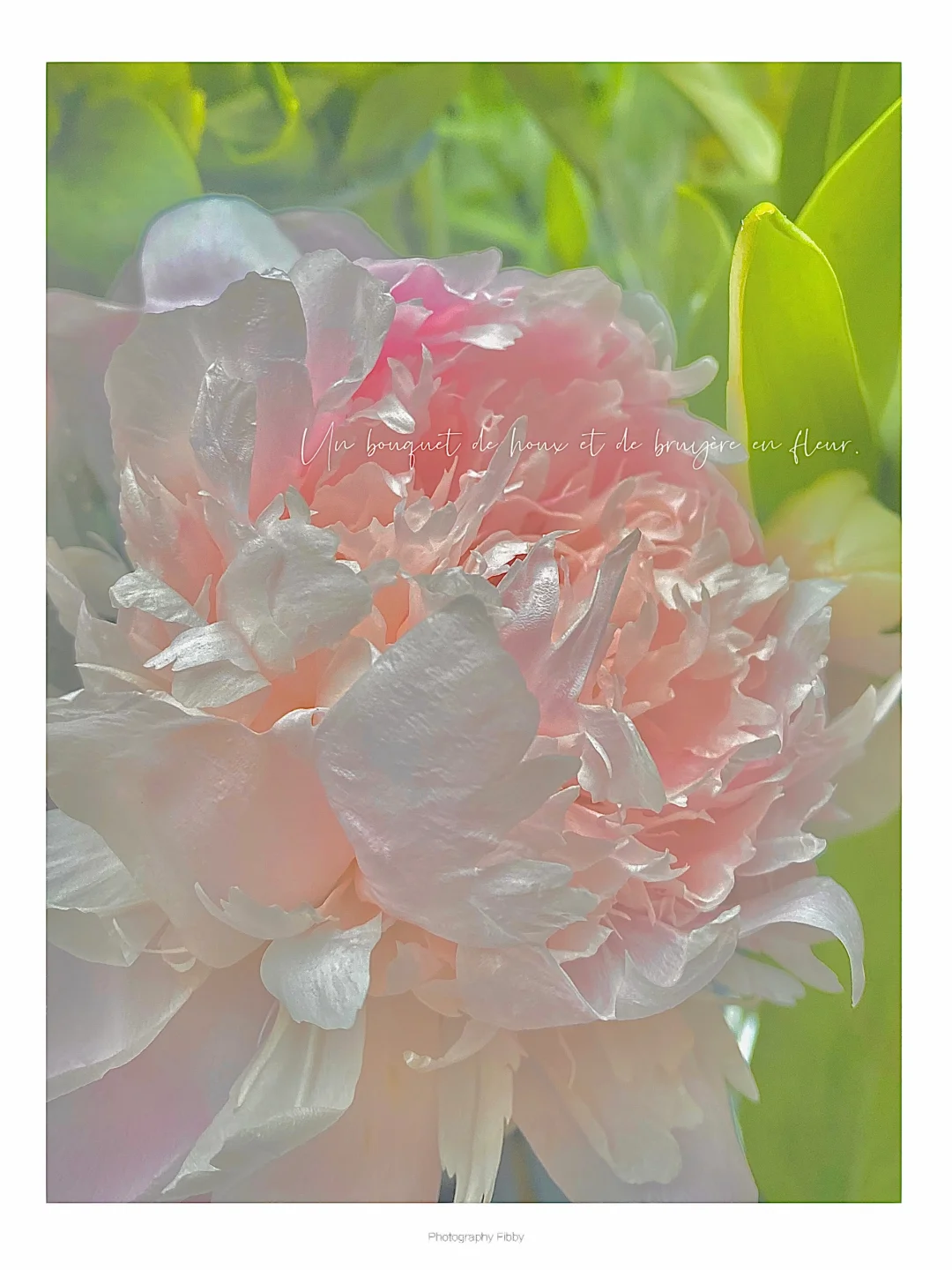 iPhone调色｜废片变奶油色发光油画质感芍药