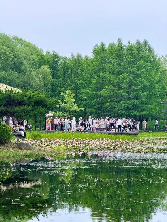 虎丘睡莲🪷现状❗6.14实拍，怪不得人这么多…