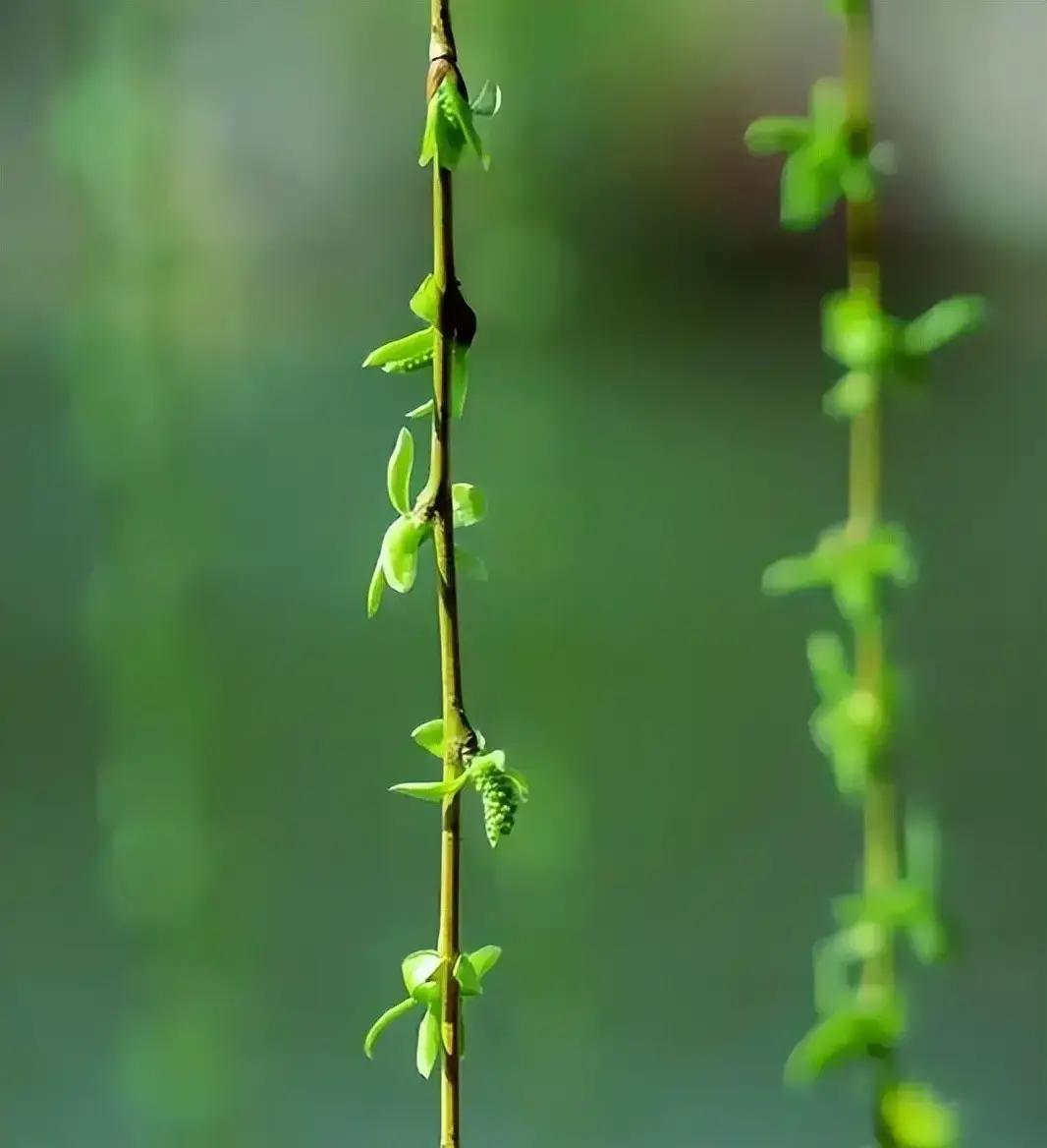 2026年早春，杭州西湖边一株新柳刚吐嫩芽，却意外勾起千年怀才不遇与实干报国的强