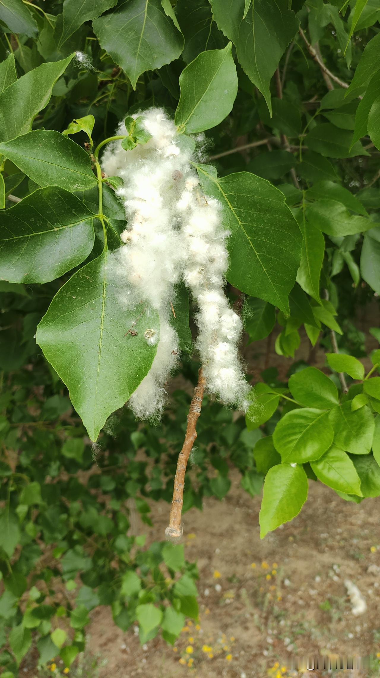 杨絮似雪
 
五一风暖柳丝长，
漫空飞絮满庭芳。
飘飘漠漠如飞雪，
袅袅依依绕画