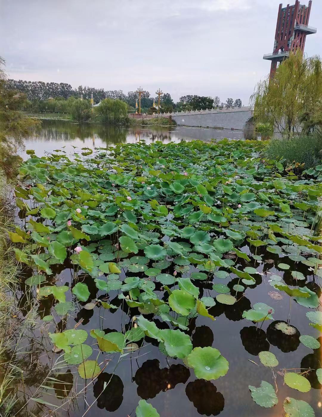 现在都要吃互联网这碗饭，有的哭，有的叫，有的装疯，有的卖傻，以前卖货就是卖货的，