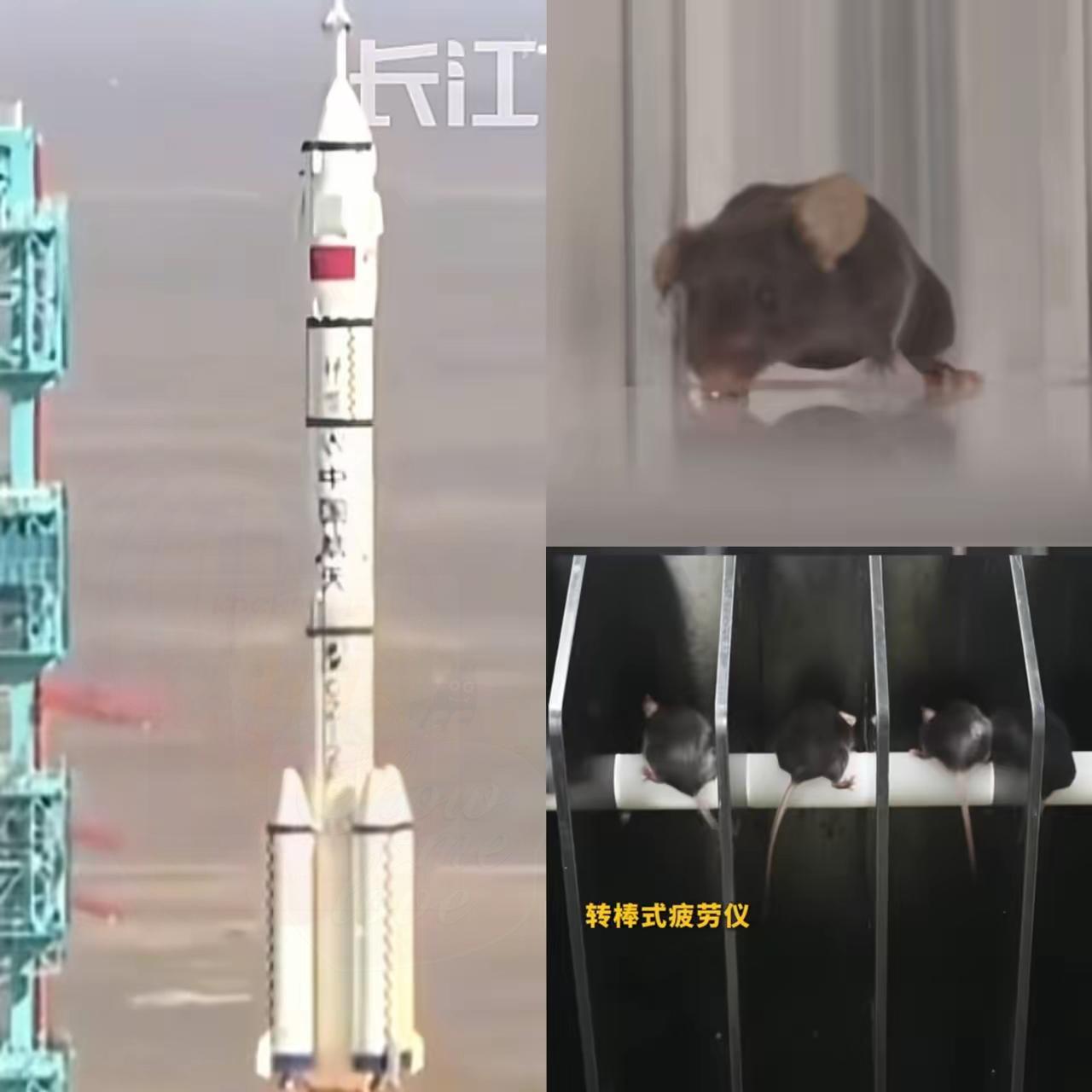 这下出名了，
不仅中国，连全世界都知道了，
除了三名航天员飞上太空，另外还有四只