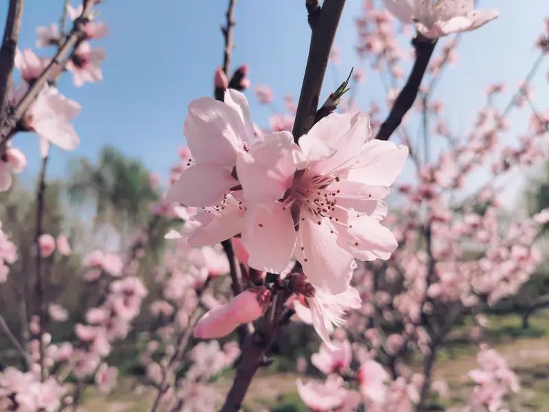 春风浅浅，又拂桃花面。
一路依稀人不见，
旧梦萦回还念。
故城岁岁年年，
举眸万