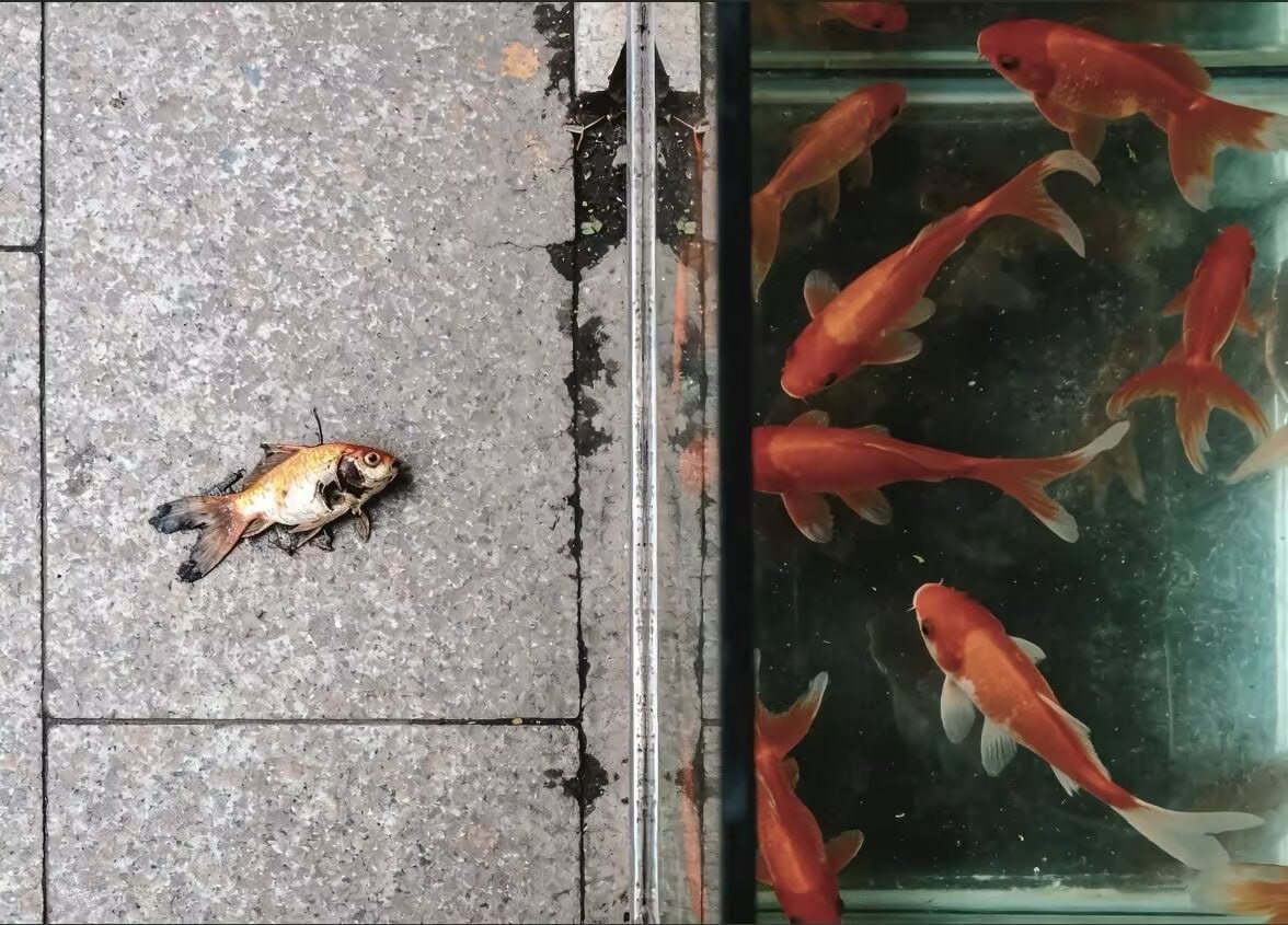 兄弟，我歇逼了 