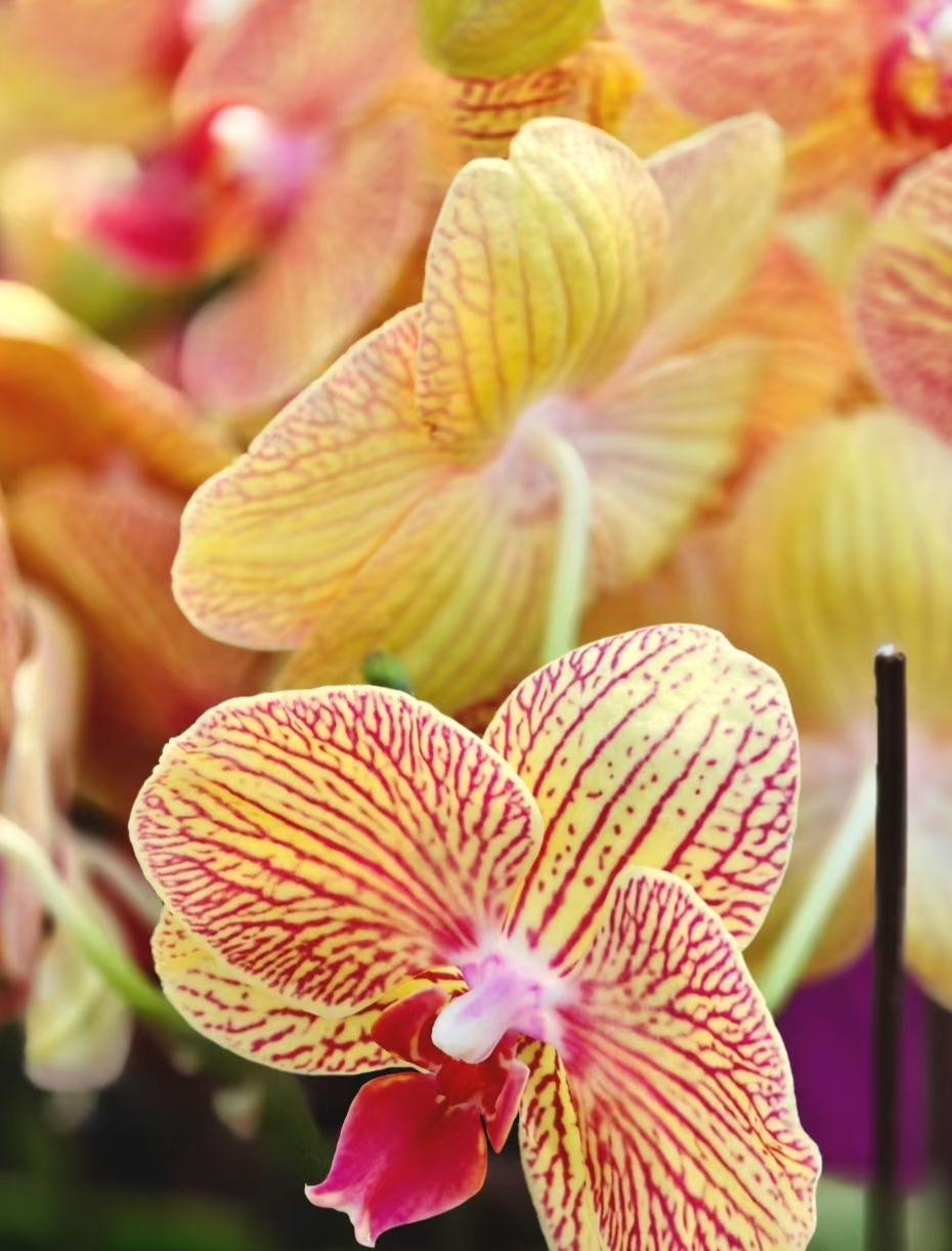 橘黄与玫红在花瓣上织成火纹，像把夏的热烈，都熔进了这朵兰的脉络里，连空气都浸着鲜