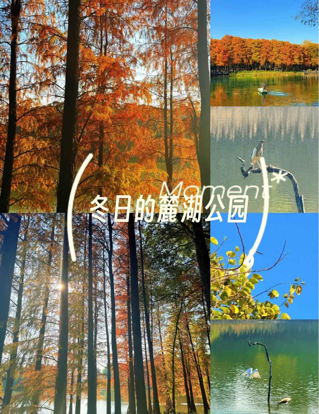湖光树影美不胜收
📍广州 
0元玩转这座城
【冬日偷得半日闲✨麓湖的水杉是广州