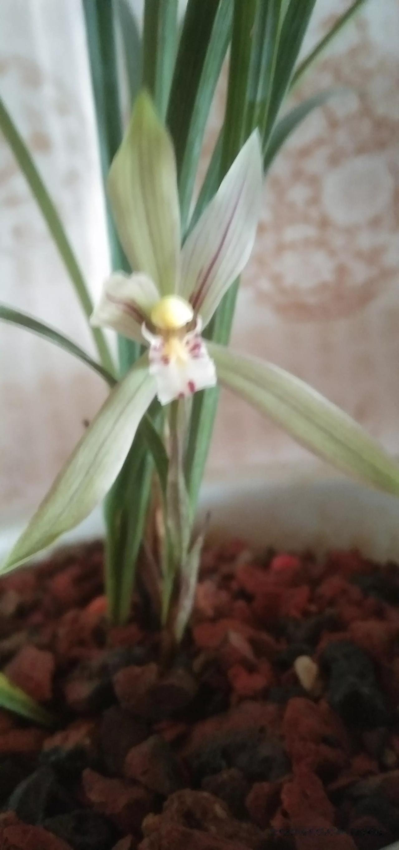 我养兰三年，由院子养到钢架楼，又集中养在厦台上，由忙忙碌碌变得越来越清闲，创作也