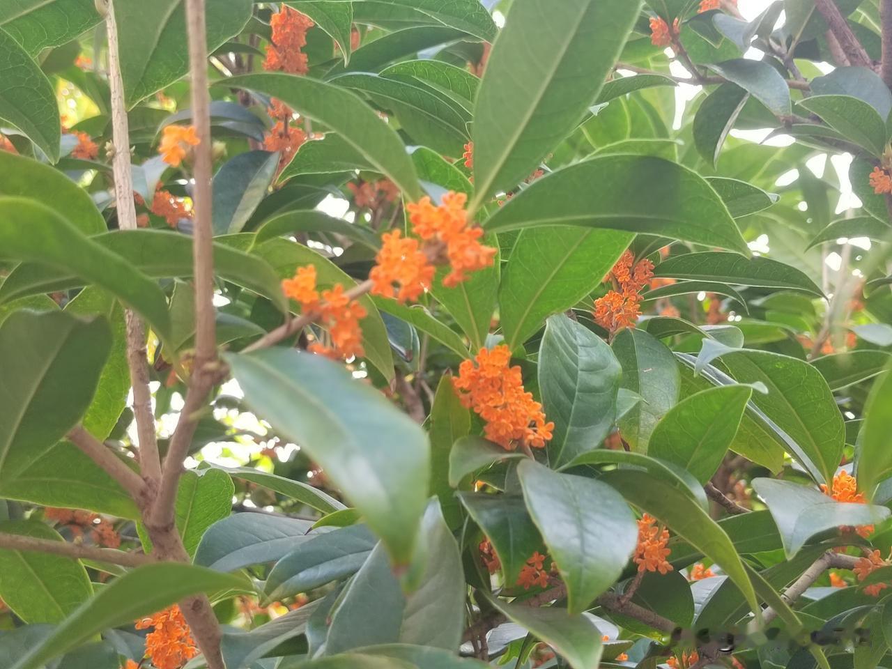 让你们去旅游的话，你们会去哪儿？
再过几天，就到中秋节和国庆节了，我心里开始痒痒