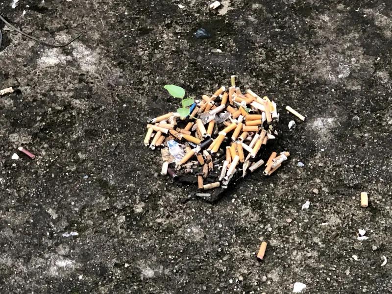怪不得男子发现扔烟头地方不长草决定戒烟了，要是不戒烟。谁知道会不会跟这个地一样呢