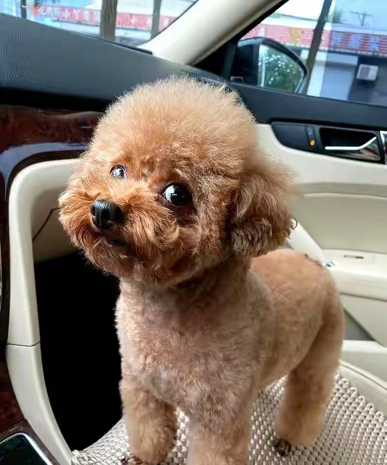 孩子是父母的一个分身，哪有那么多不懂事的熊孩子，只有光长大没长心的父母...