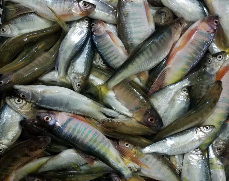 冬天吃鱼有讲究
这6种野生海鱼正当时！
老渔民提醒：这些鱼人工根本养不活，天冷水