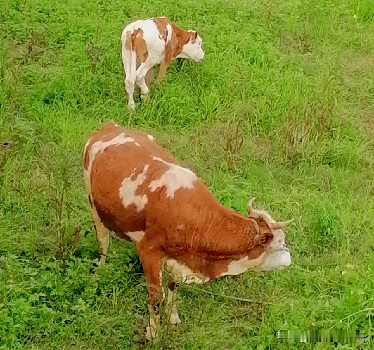 《老牛和小牛（李林摄于汉中城固》