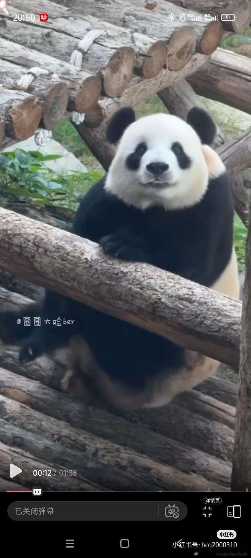 飞云大美熊不愧是天生萌妹，从来没有出过丑图，过一段时间就有美图出圈。 ​​​