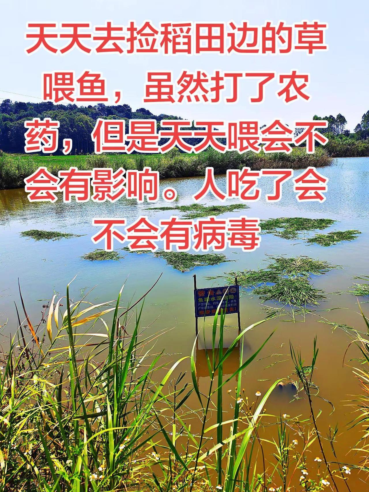 稻田边的草喂鱼喂久了，对人体有没有影响的养鱼日记 草鱼 农村生活