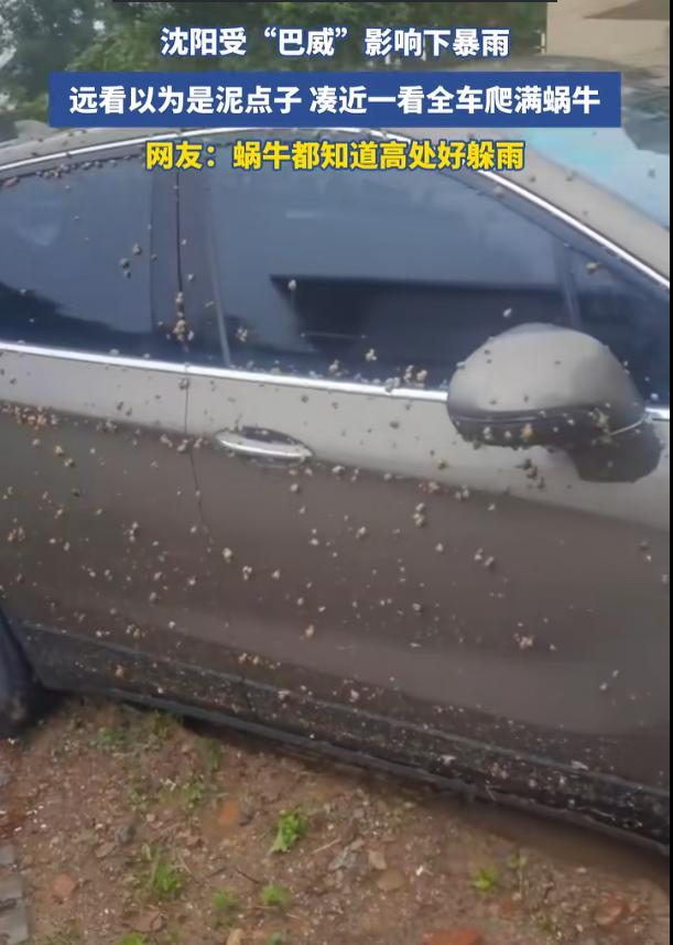 这两天，东北那场暴雨下得真叫一个邪乎。

受台风“巴威”残余环流和冷空气双重夹击