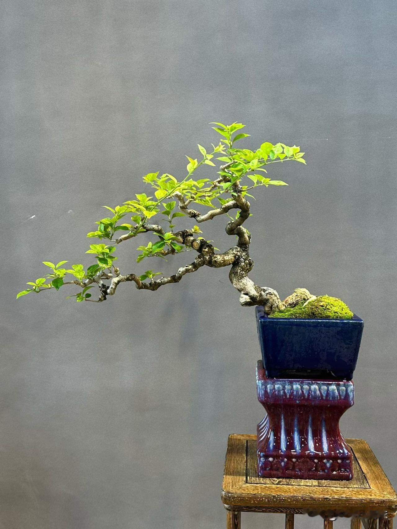 精品年功三角梅三角梅花会