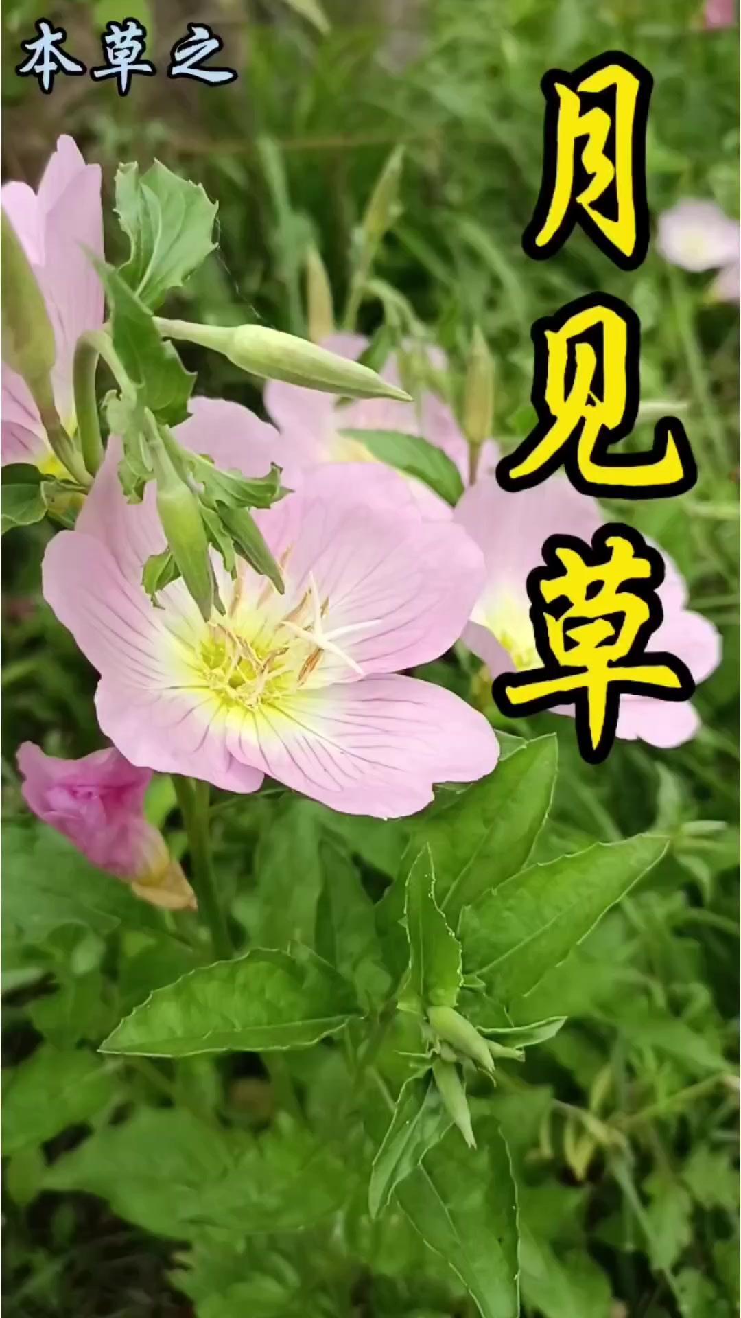 👀原来白天也能睹月见“花火”白天就能拍到传说中“月光之花”！月见草真的超神奇，